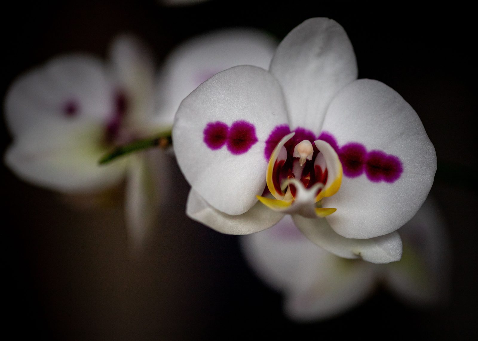 Photo from Orchidpot