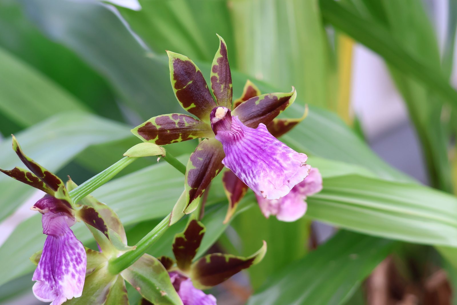 Photo from Orchidpot
