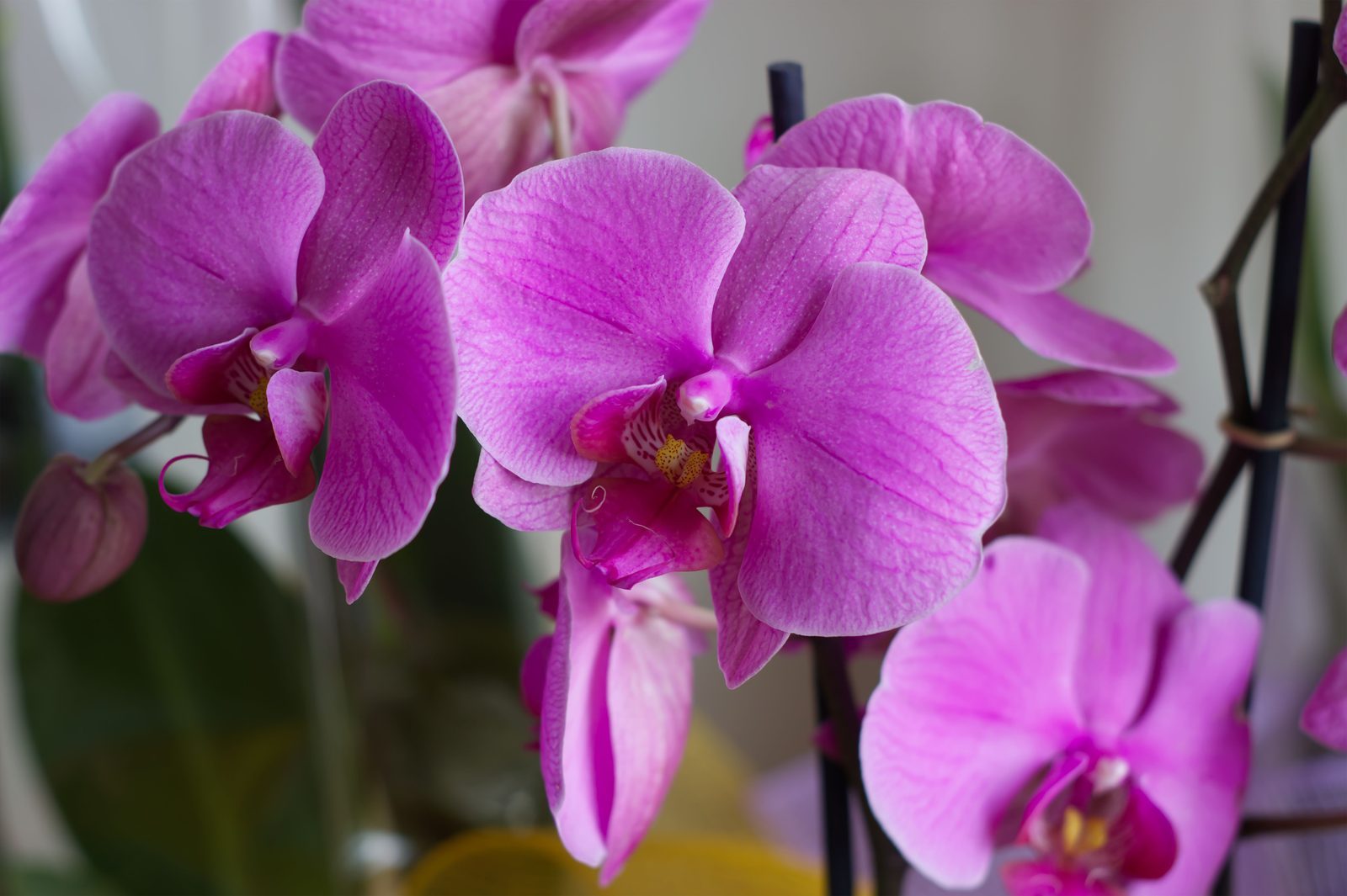 Photo from Orchidpot