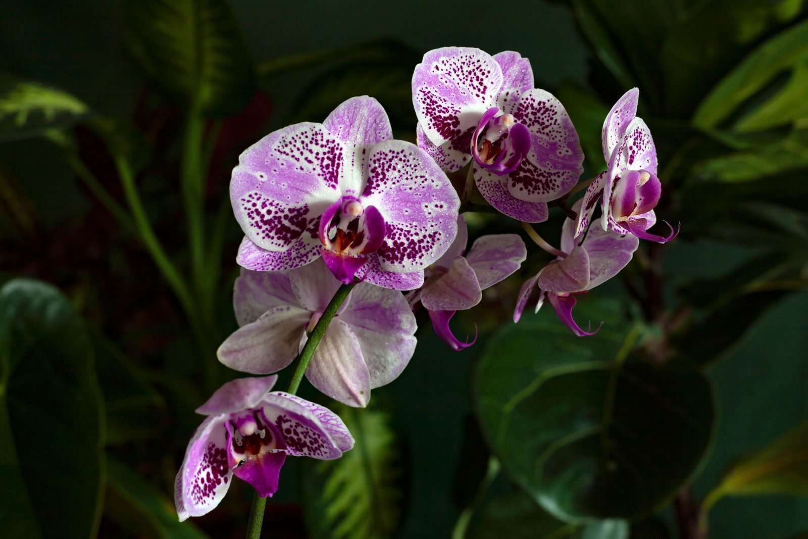 Photo from Orchidpot
