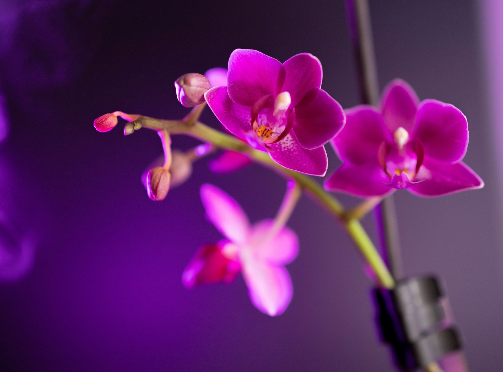 Photo from Orchidpot