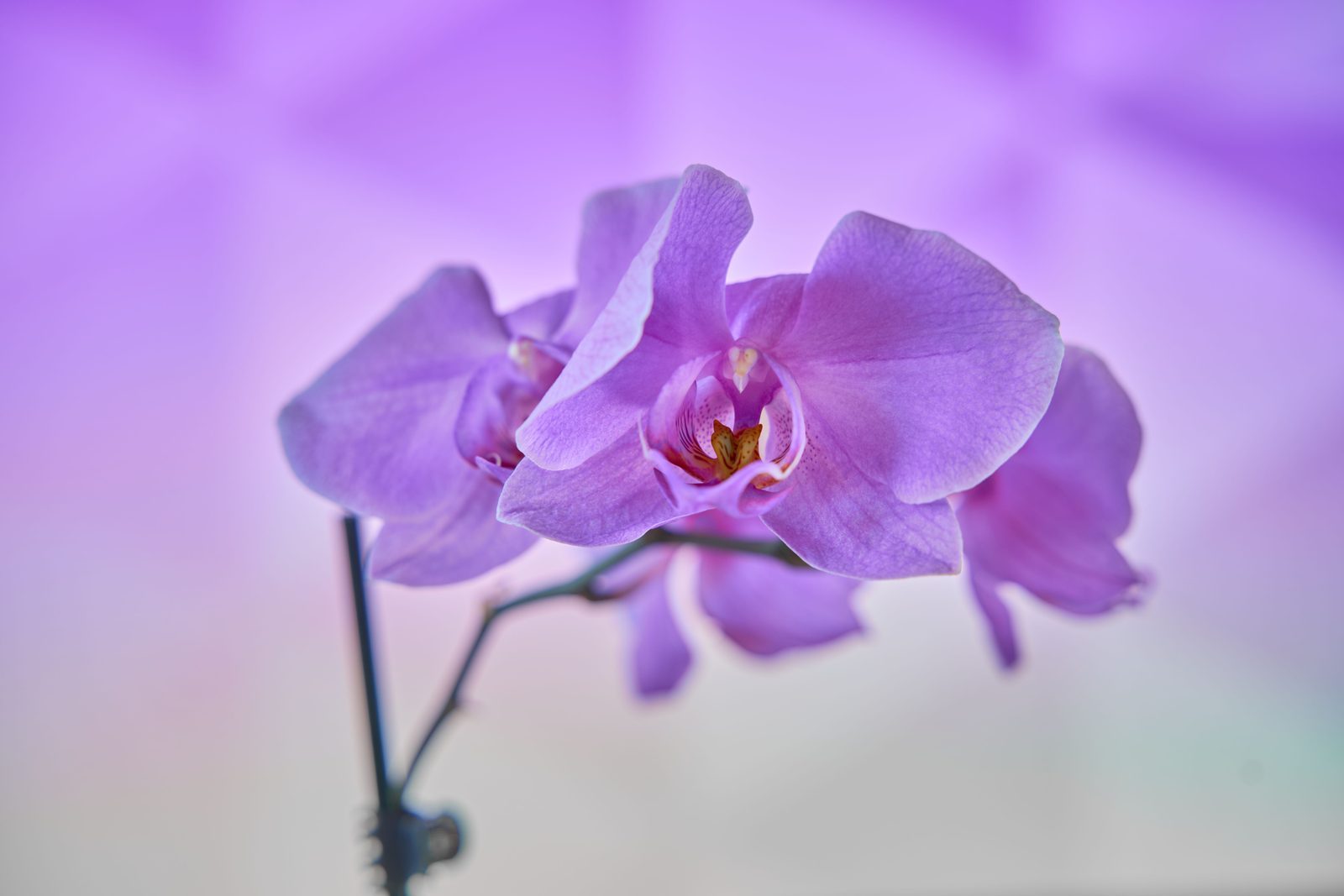 Photo from Orchidpot